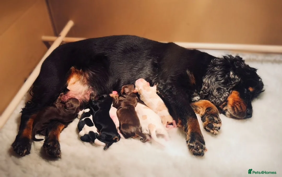 Cocker Spaniel dogs for sale: Pedigree Show Cocker Spaniels (Therapy Dog) - Advert 5