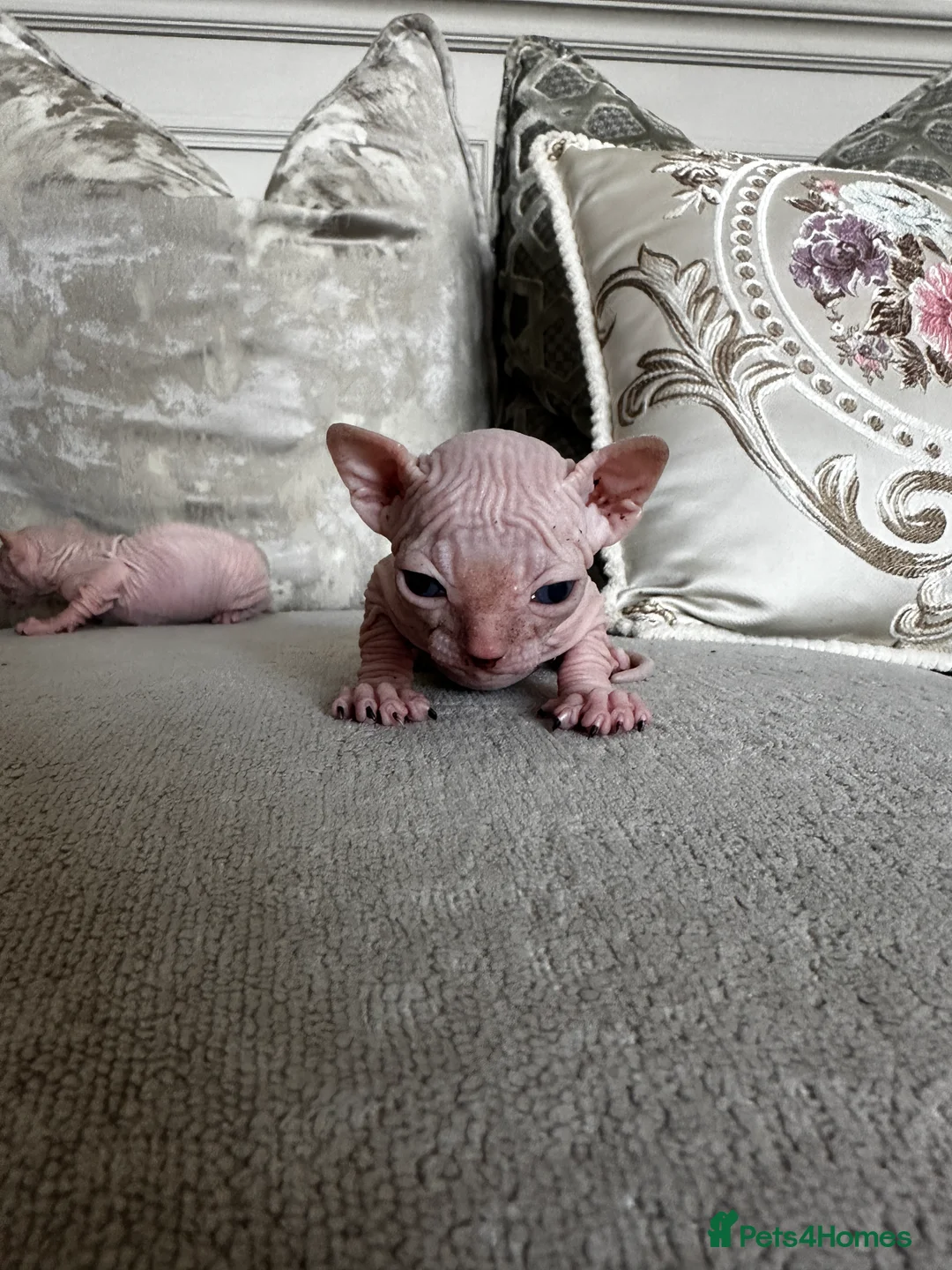 Sphynx cats for sale: Two male pink wrinkled Sphynx kittens  in Wirral - Advert 2