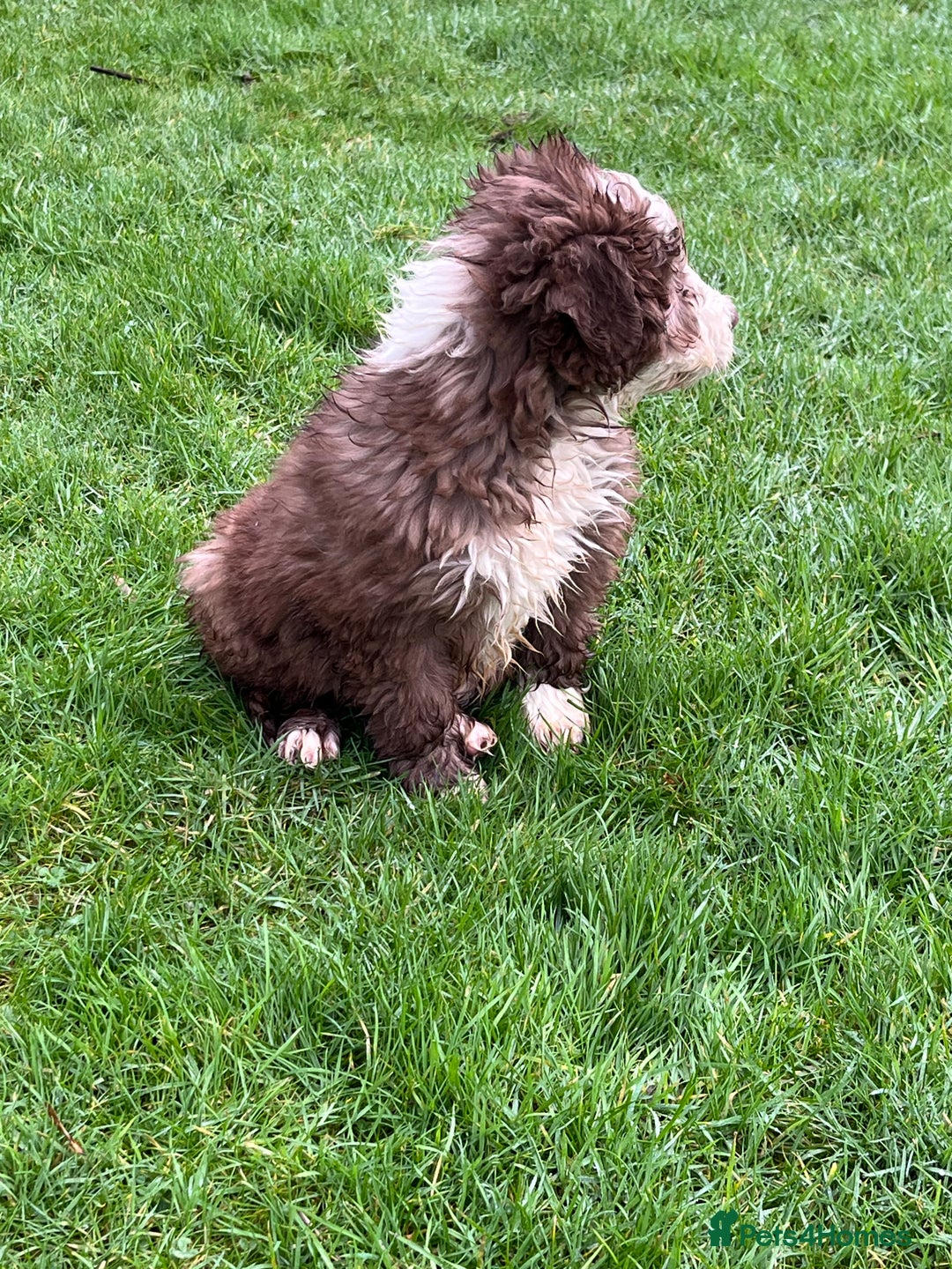 Bearded Collie dogs for sale: One Brown Beardie For Sale - Advert 5
