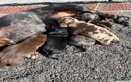 Dachshund dogs for sale: Dachshund puppies for sale - Image 2