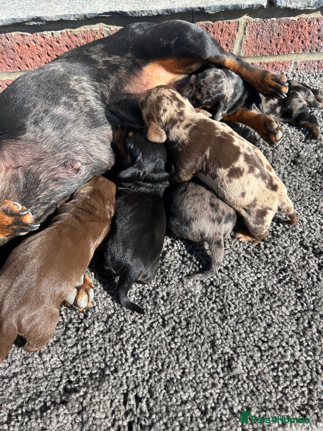 Dachshund dogs for sale: Dachshund puppies for sale - Image 2