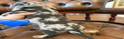 Miniature Dachshund dogs for sale: Beautiful LH & SH Dapples Miniature Dachshund Pups - Advert 29