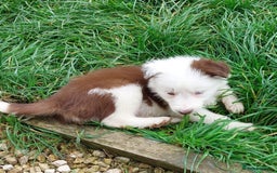 Bearded Collie dogs for sale: Red beardie collie pups  - Image 11