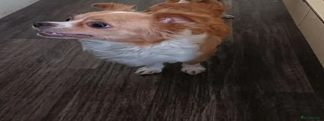Molly