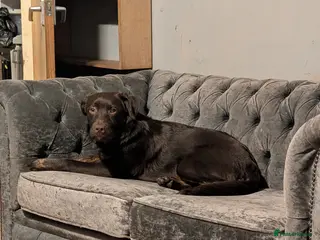 Borador dogs Luna borador pup - Advert 5