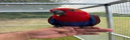 Parrots birds for sale: Hand reared Eclectus ready in 2 weeks! in Skipton - Advert 3
