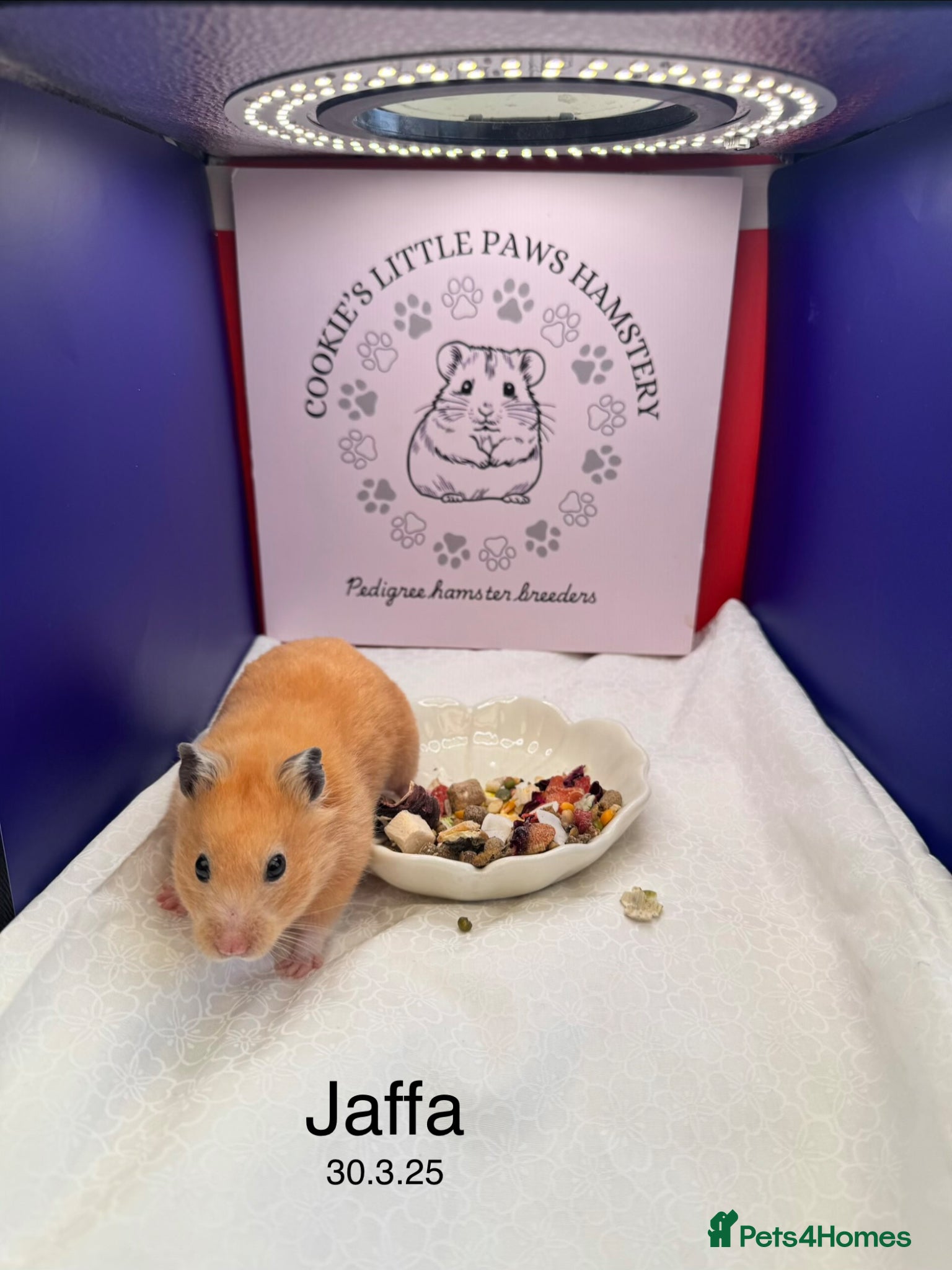 Hamster rodents TAME older hamsters  - Advert 2