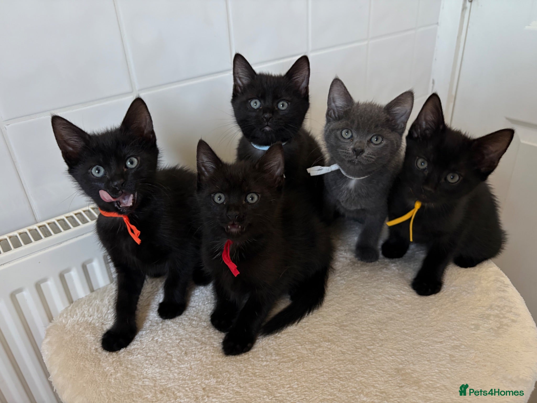 British Shorthair cats 5 little cute kittens looking for new forever home - Advert 1