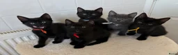 British Shorthair cats for sale: 5 little cute kittens looking for new forever home - Advert 1