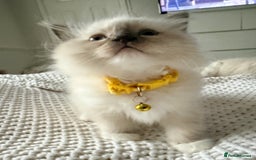 Ragdoll cats for sale: Ragdolls kittens 2 girls & 3 boys  - Image 9