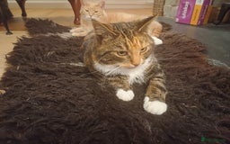 Mixed Breed cats for sale: 6 Lovely and Friendly Cats - Different colours - Advert 28