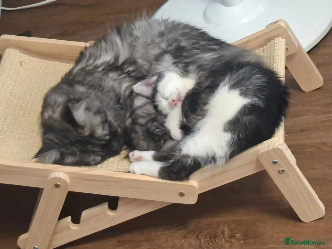 Mixed Breed cats for sale: X kittens - Advert 2