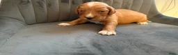Cocker Spaniel dogs for sale: Beautiful cocker spaniel puppies  in Manchester - Advert 4