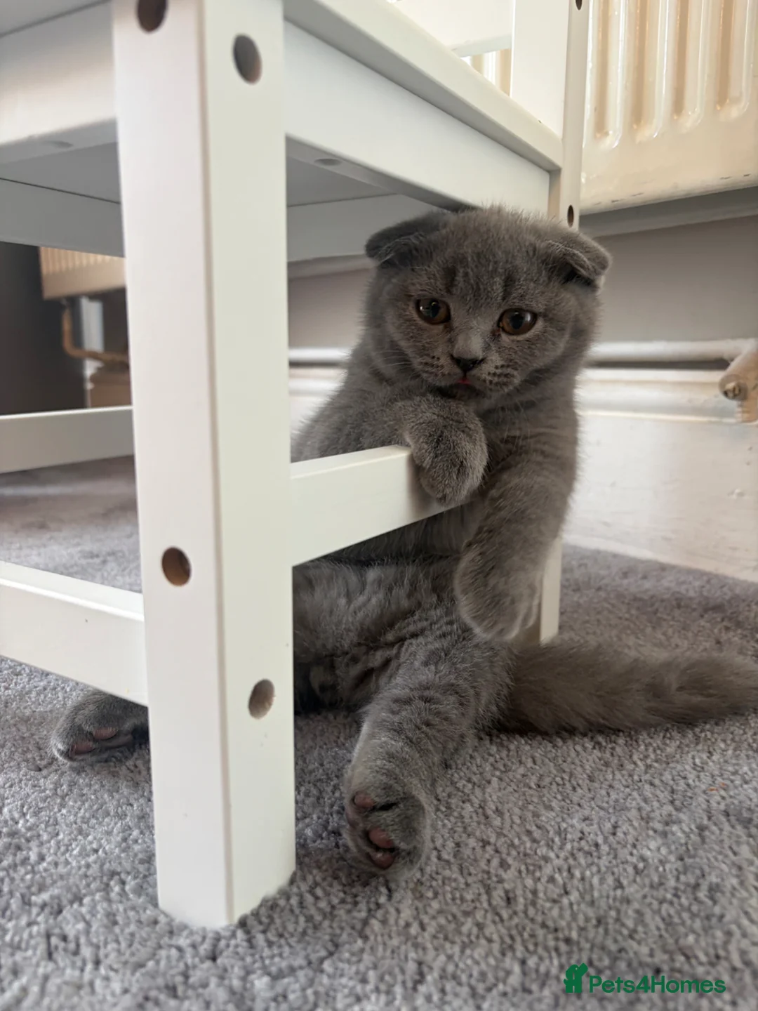 Scottish Fold cats for sale: Beautiful Scottish fold kitten - boy  - Advert 1