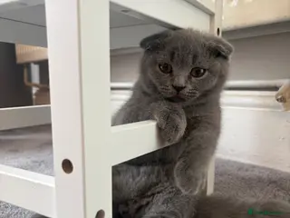 Scottish Fold cats Beautiful Scottish fold kitten - boy - Advert 3