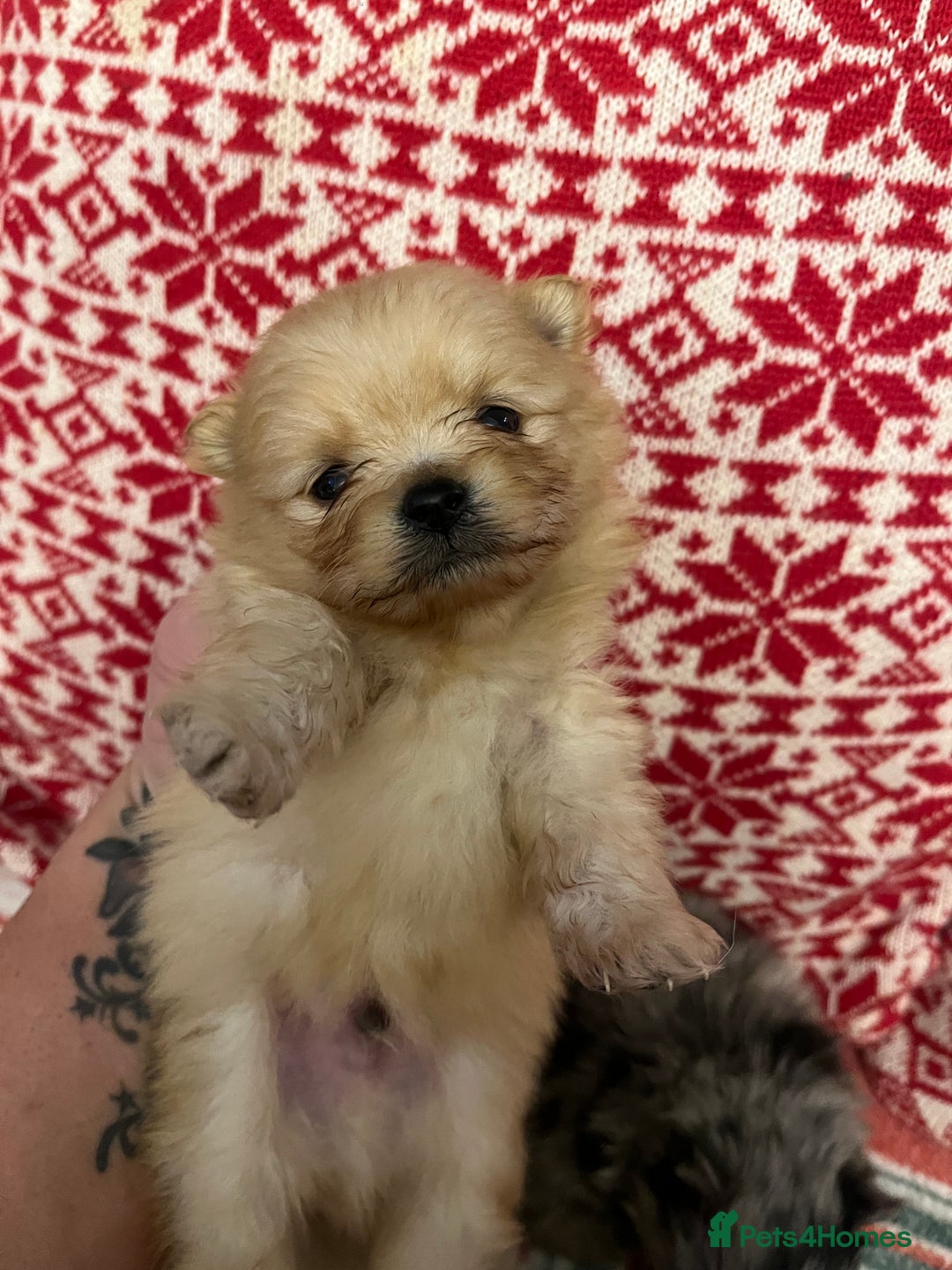 Pomeranian dogs for sale: Stunning Pomeranian puppys - Advert 7