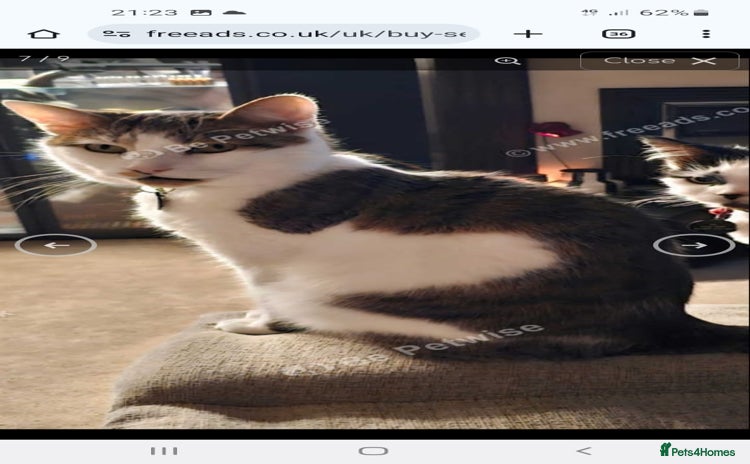 Mixed Breed cats - Advert 6