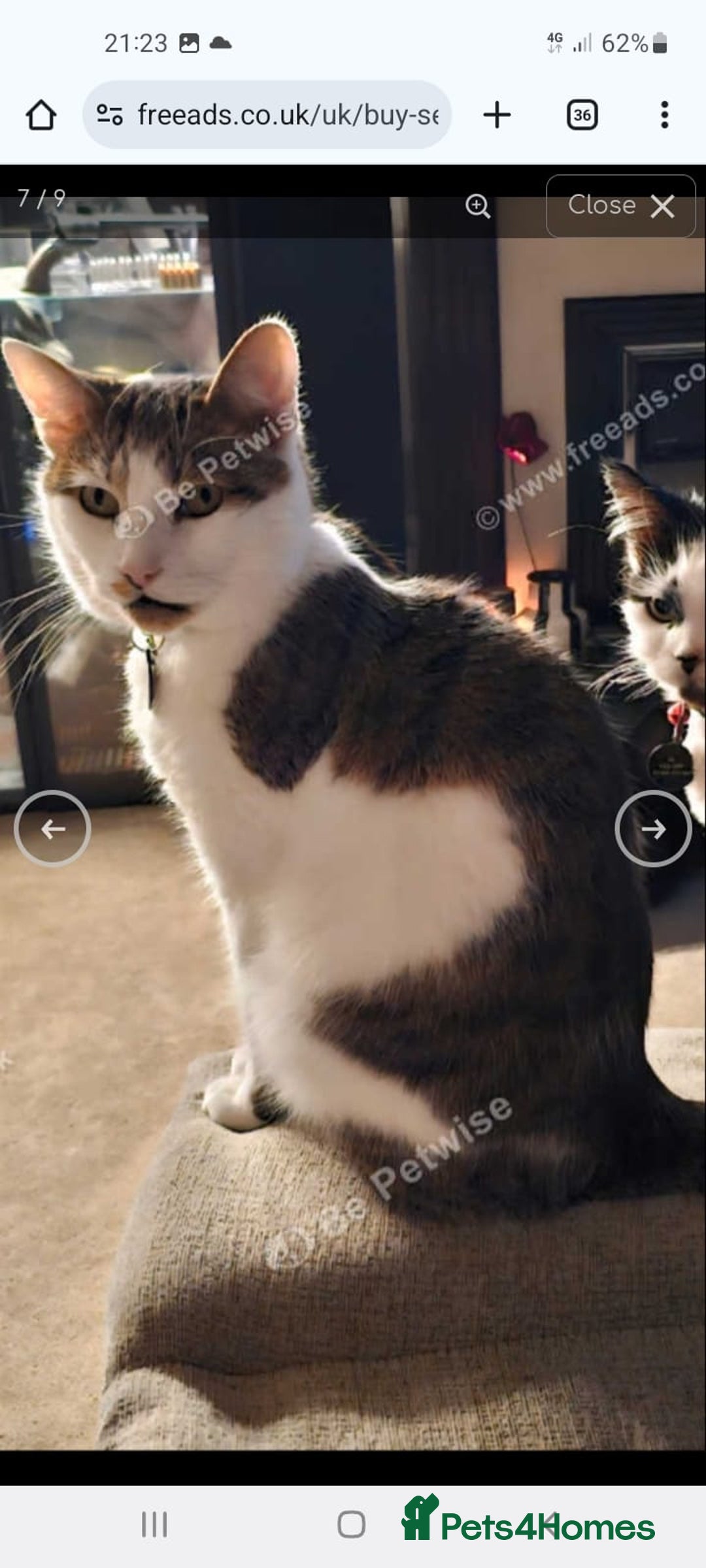 Mixed Breed cats for sale: Dobby - Image 1