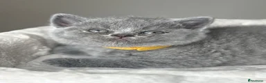 British Shorthair 3