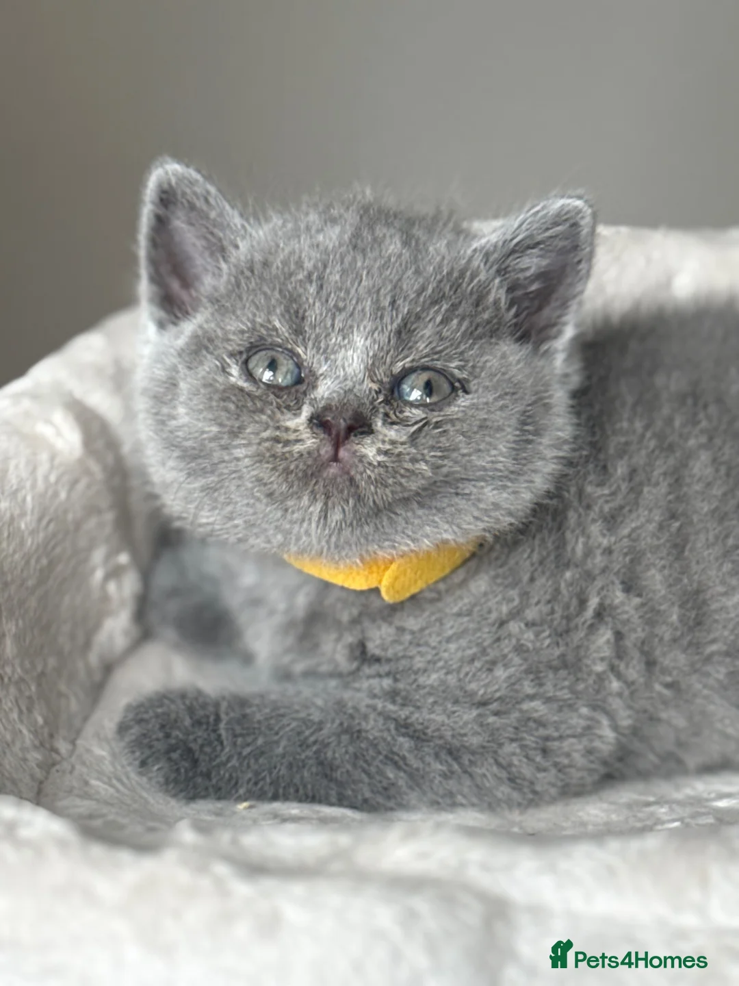 British Shorthair cats for sale: GCCF Pedigree British Shorthair Kittens -blue/grey - Advert 23