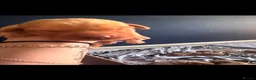 Labrador Retriever dogs for sale: Beautiful fox red Labrador litter  - Advert 22
