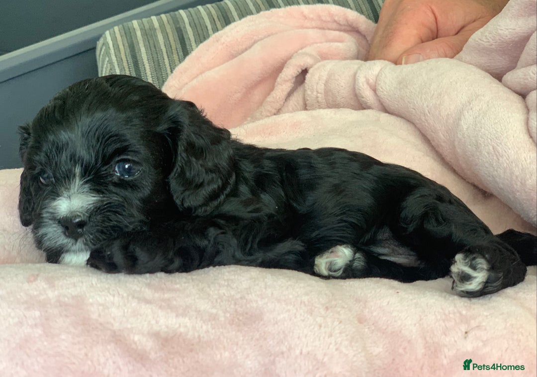 Cavapoo dogs for sale: Our last beautiful F1 Cavapoo is available! - Image 3