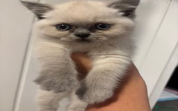 British Shorthair cats for sale: British short hairs  - Image 13