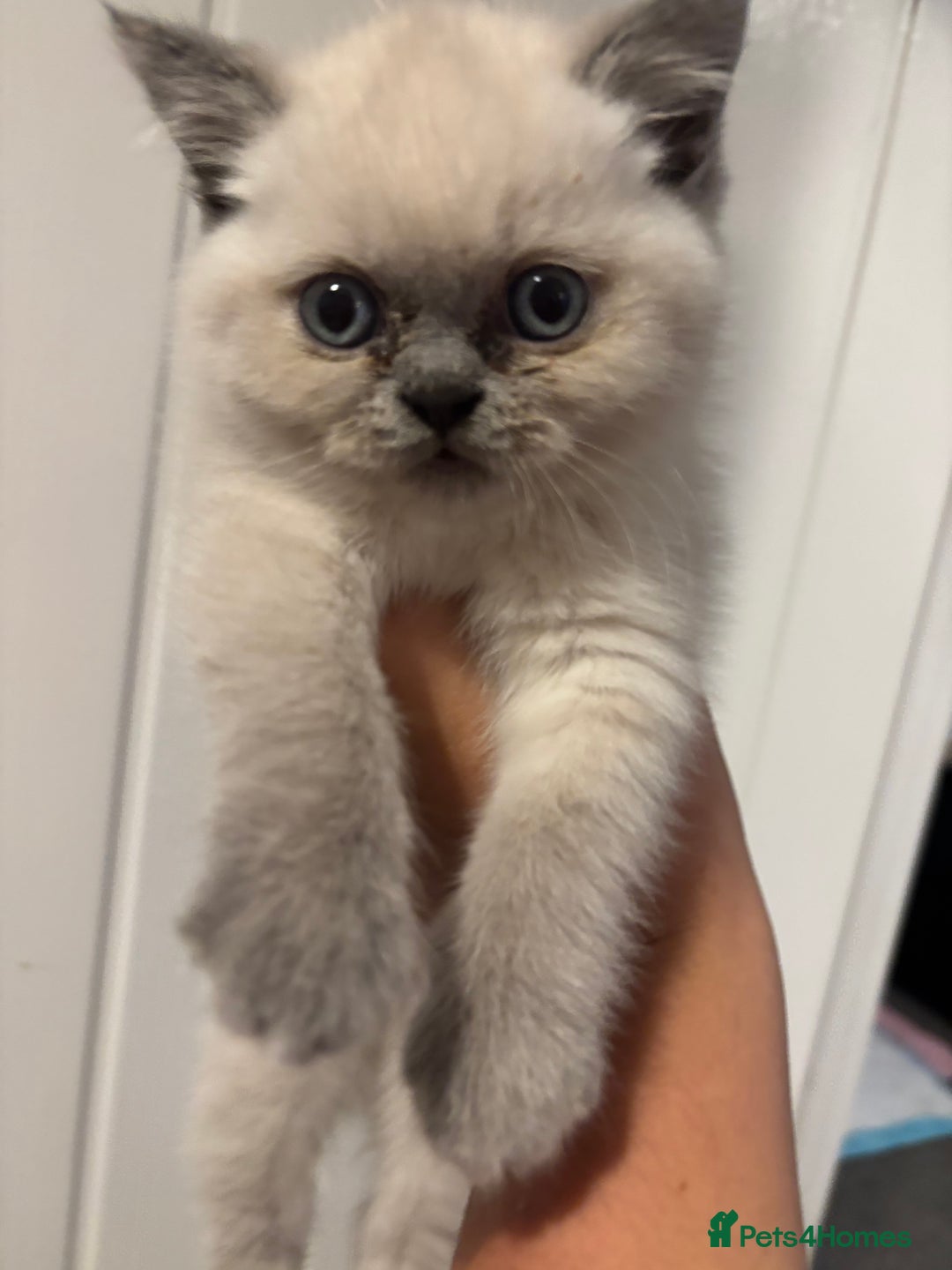 British Shorthair cats for sale: British short hairs  - Image 13