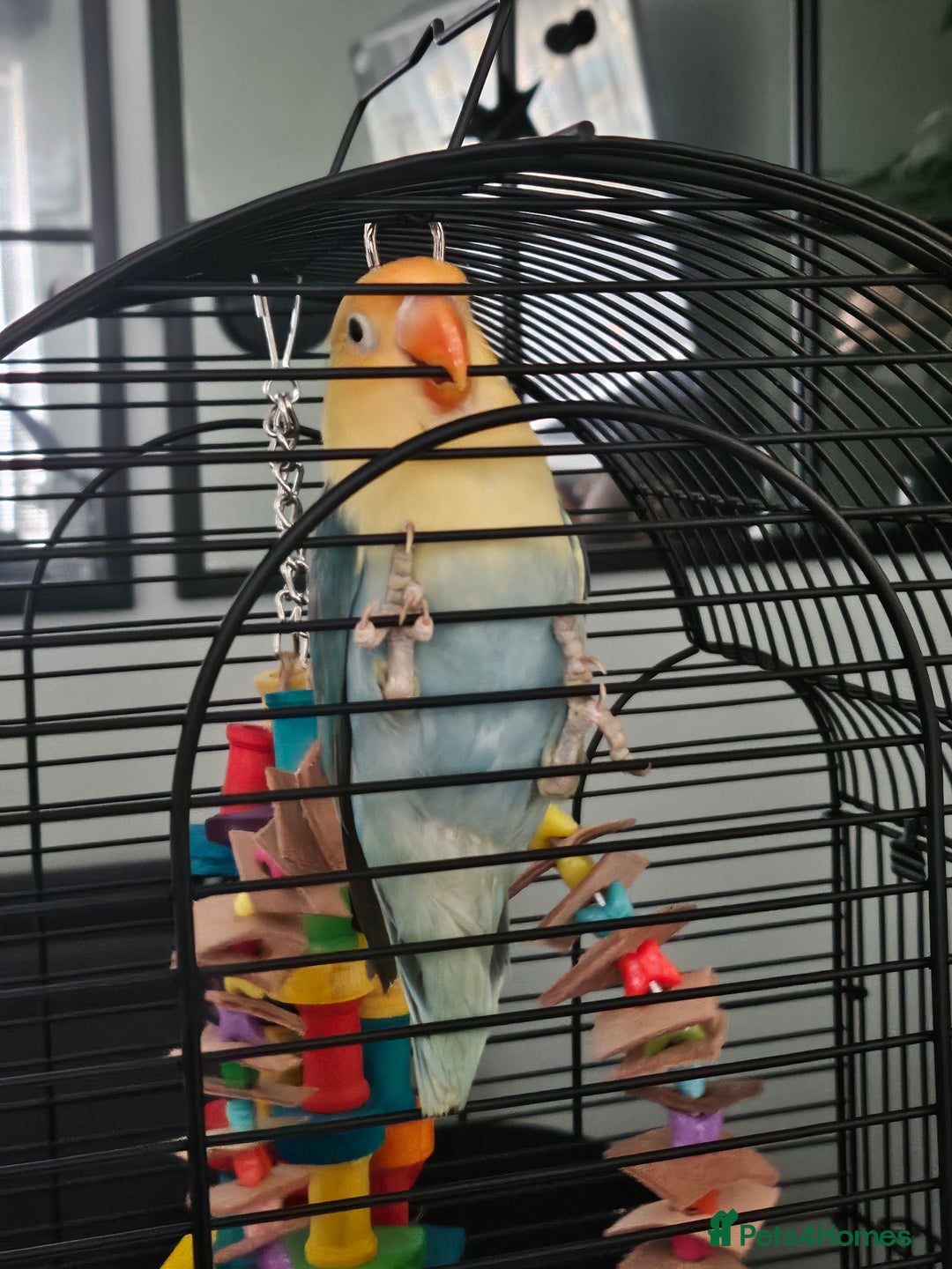 Lovebirds birds for sale: 2 bonded female lovebirds to be taken together.  - Advert 5