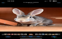 Rex rabbits for sale: 2 y/o Lavender - Image 7