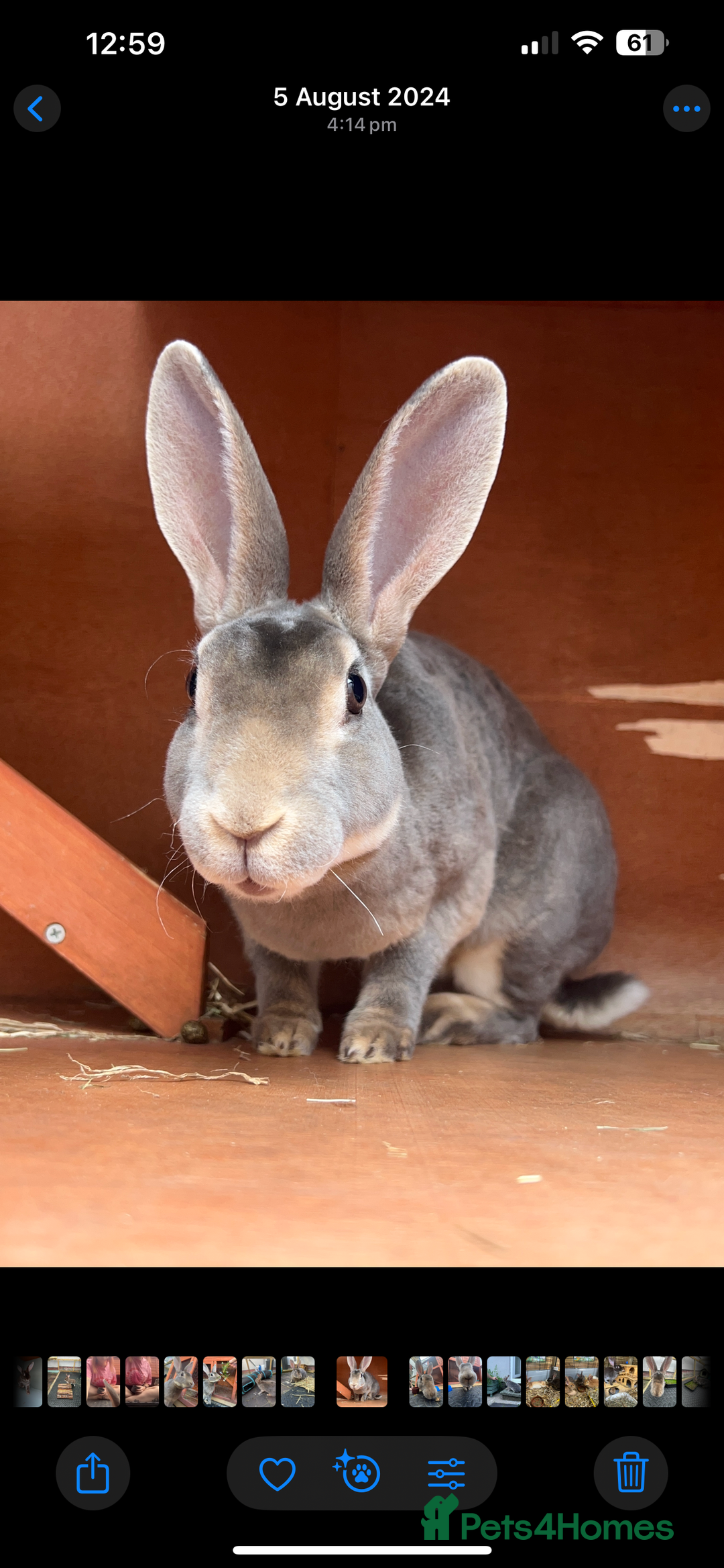 Rex rabbits for sale: 2 y/o Lavender - Image 7