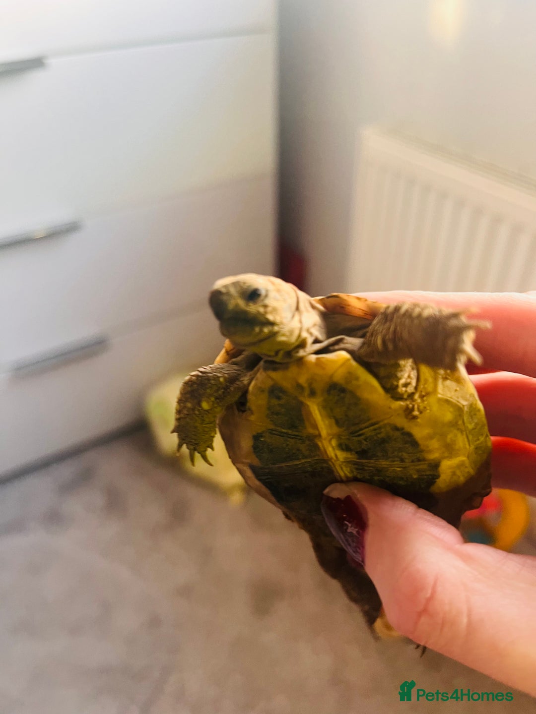 Hermann Tortoise reptiles for sale: Lovely Hermanns Tortoise looking for a new home  - Image 5