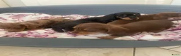Dachshund dogs for sale: 5 lovely dachshund pups - Advert 9