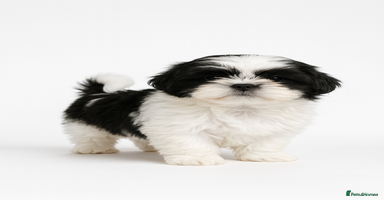 Shih Tzu dogs Shih Tzu Puppy  - Advert 12