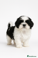 Shih Tzu dogs Shih Tzu Puppy - Advert 3