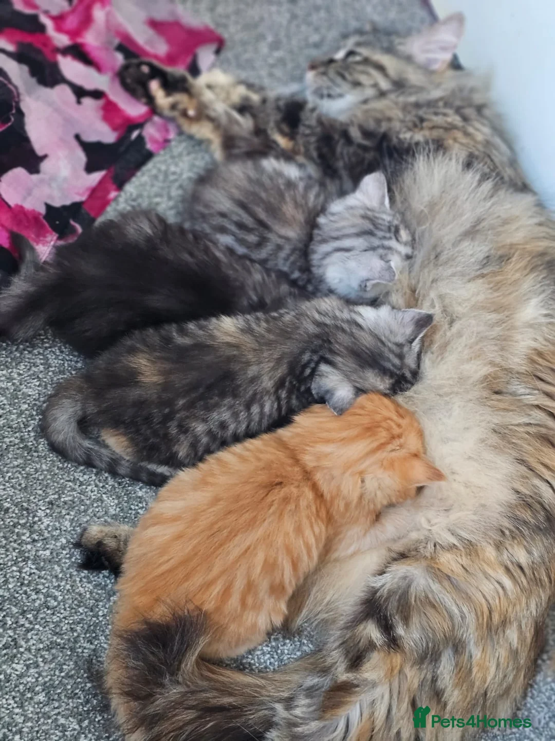 Mixed Breed cats for sale: Ragdoll × Silver / Ginger Tabby Kittens - Advert 2