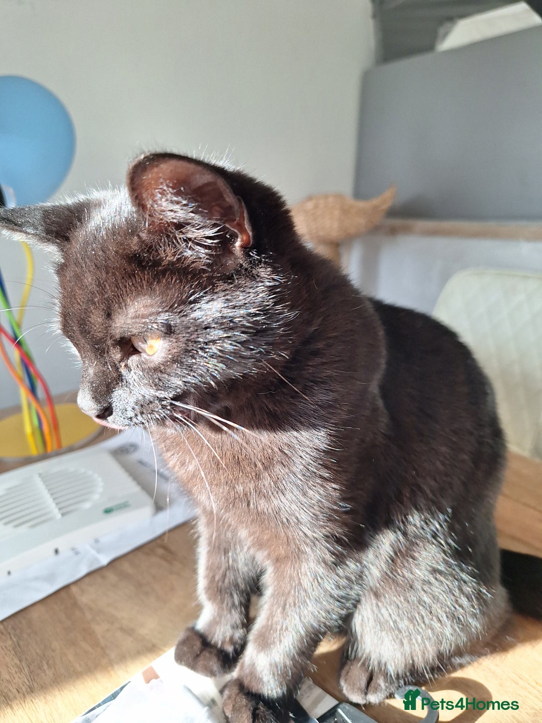British Shorthair cats for sale: 🤎SALE!!! CHOCOLATE BSH boy and girl left, LONDON - Image 16