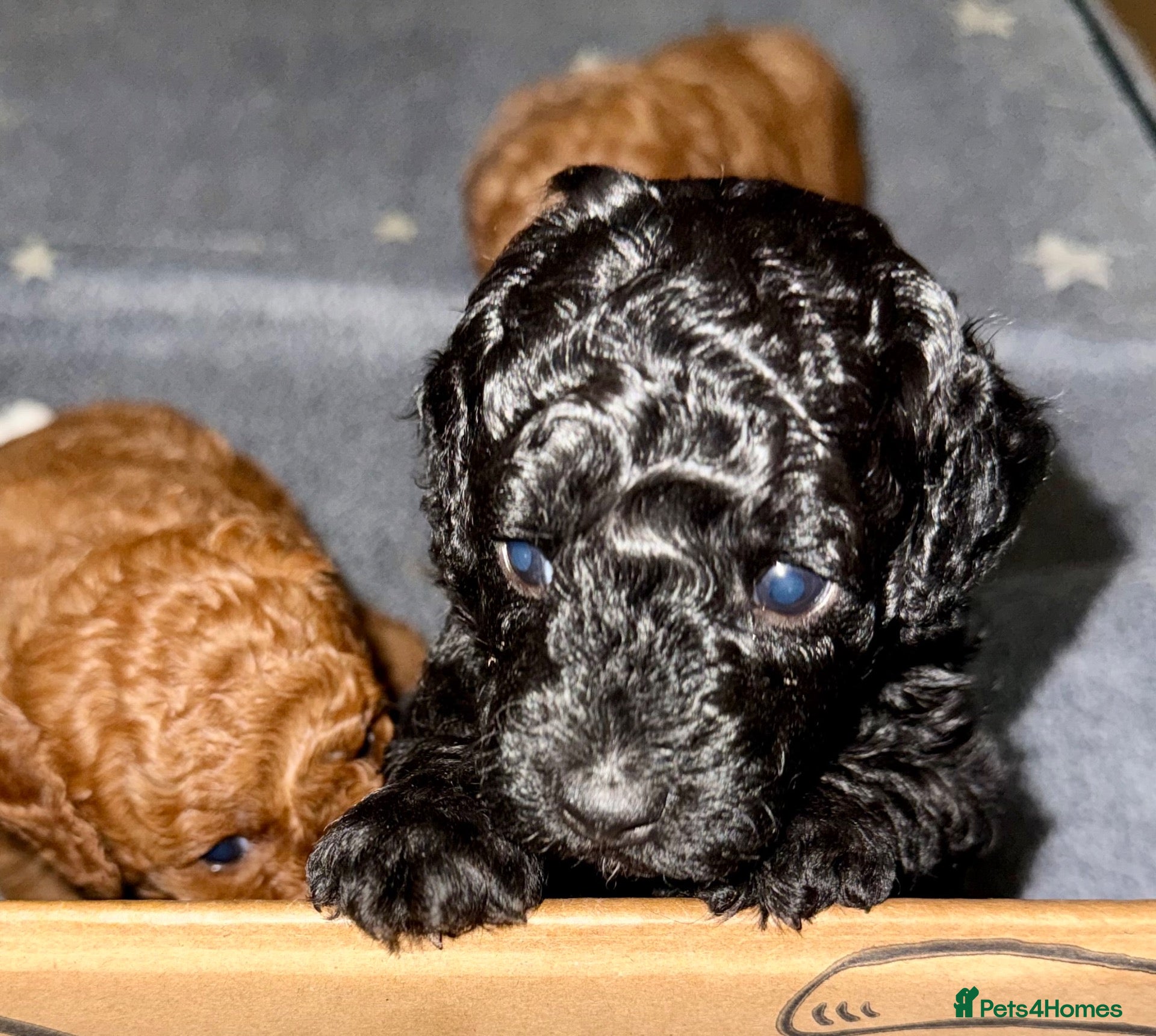 Toy Poodle dogs Purebred Toy Poodles🐾 Available to view 17th Oct - Advert 2