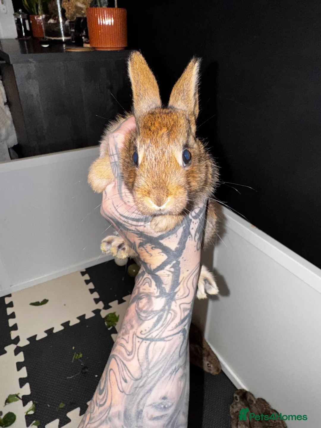 Belgian Hares rabbits for sale: Mixed Belgian hares - Advert 7