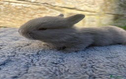 Netherland Dwarf rabbits for sale: 5 Sweet Netherland Dwarf bunnies  - Image 9