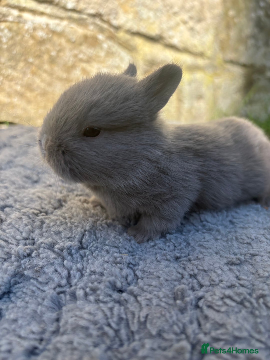Netherland Dwarf rabbits for sale: 5 Sweet Netherland Dwarf bunnies  - Image 9