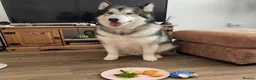Alaskan Malamute dogs for adoption: Teddy (Alaskan Malamute) in Southampton - Advert 19