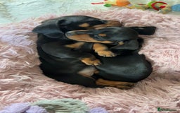 Miniature Dachshund dogs for sale: Male Miniature Dashshund pup for sale  - Image 4