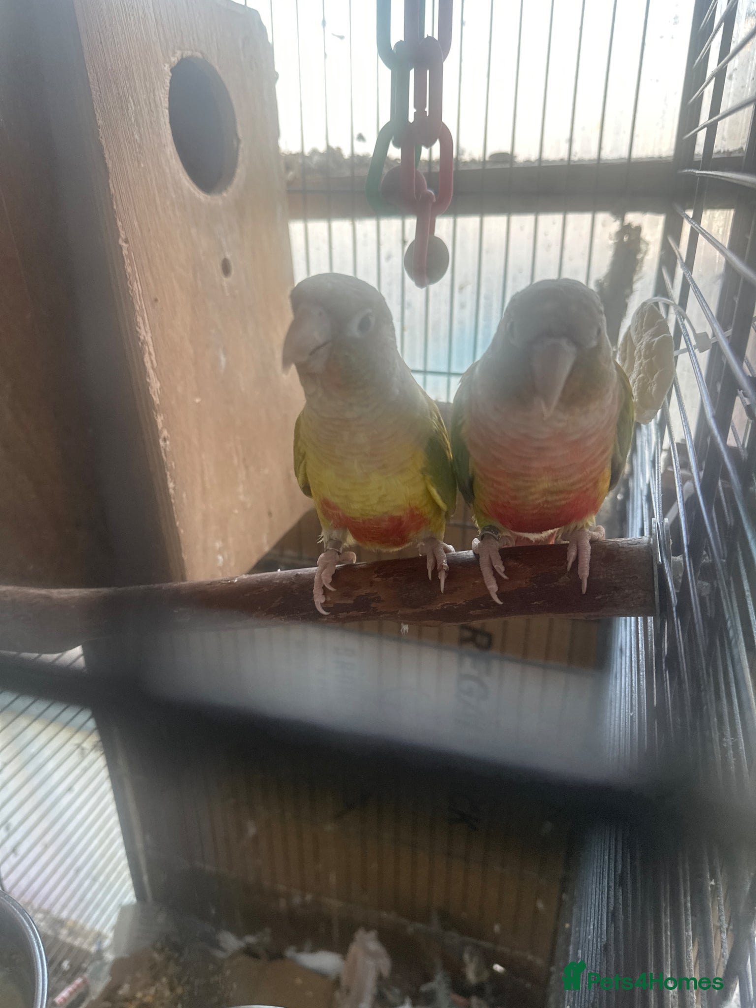 Conures birds Pineapple conure pair - Advert 2