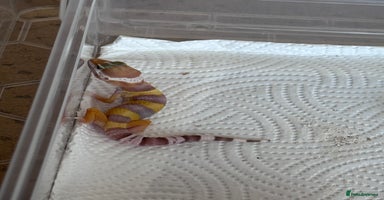Leopard Gecko reptiles - Advert 9
