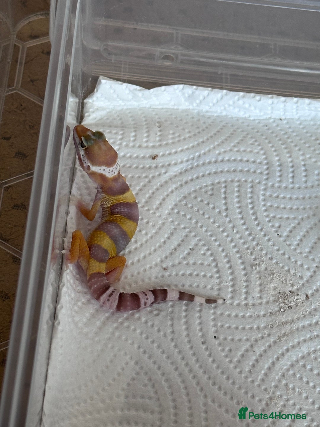Leopard Gecko reptiles for sale: Leopard geckos baby leopard geckos  - Image 2