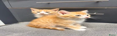 Maine Coon 3