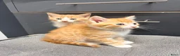 Maine Coon cats for sale: Mainecoon cross kittens - Advert 16