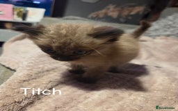 Ragdoll cats for sale: Beautiful Ragdoll Kittens - Image 20