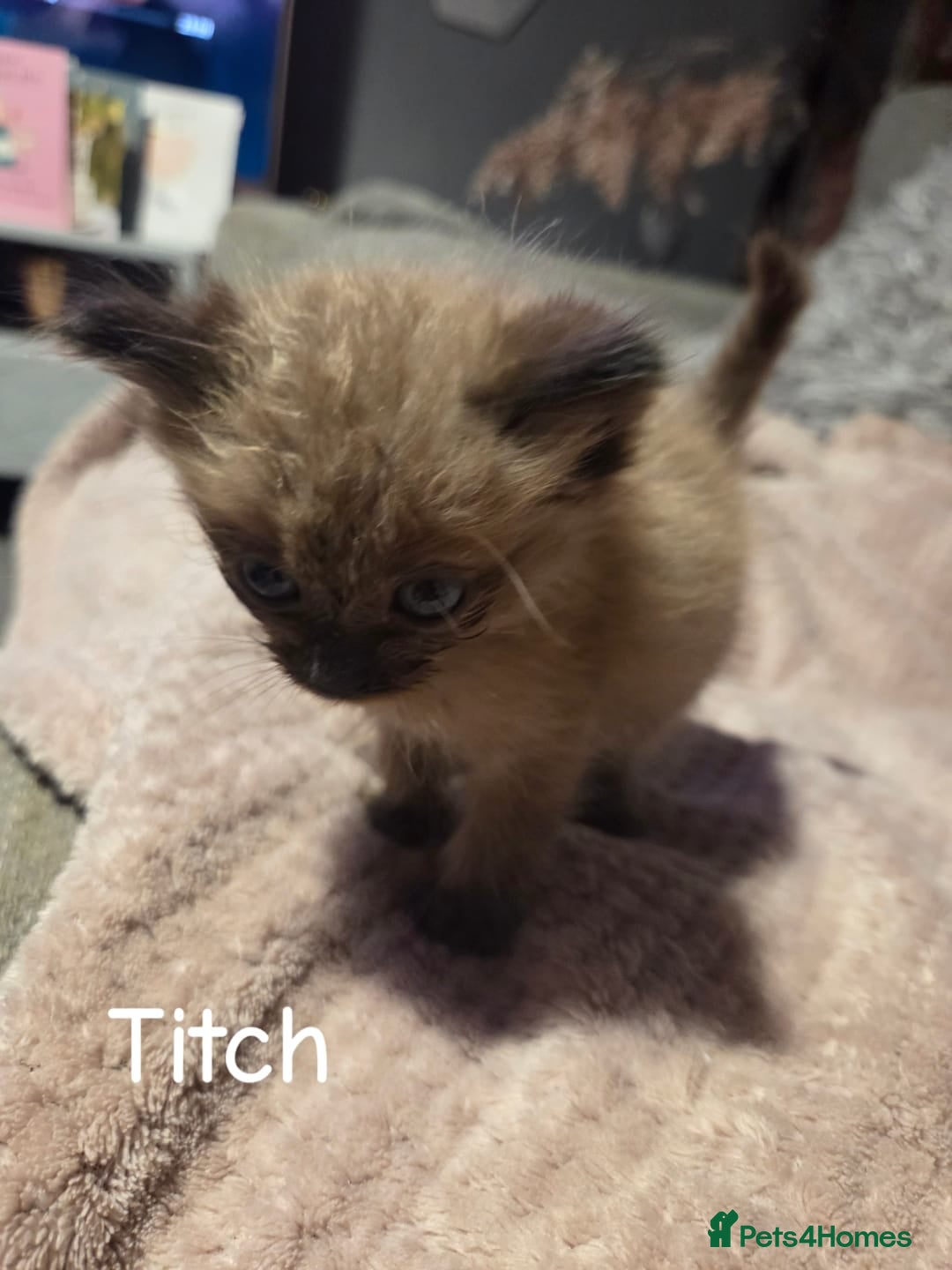 Ragdoll cats for sale: Beautiful Ragdoll Kittens - Image 20